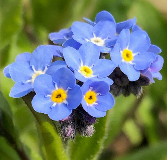 Introducing Natureofflowers