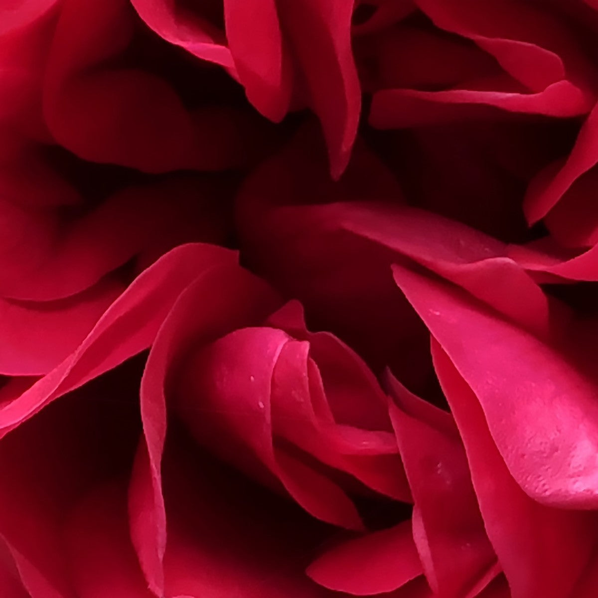 Red Rose Macro Flower – Nature of Flowers