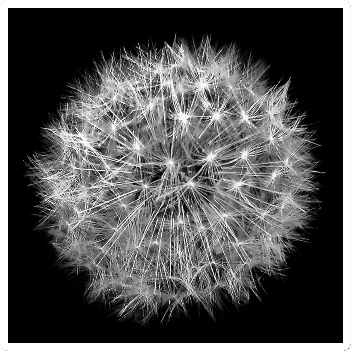 Dandelion Flower Clock Sticker - Nature of Flowers