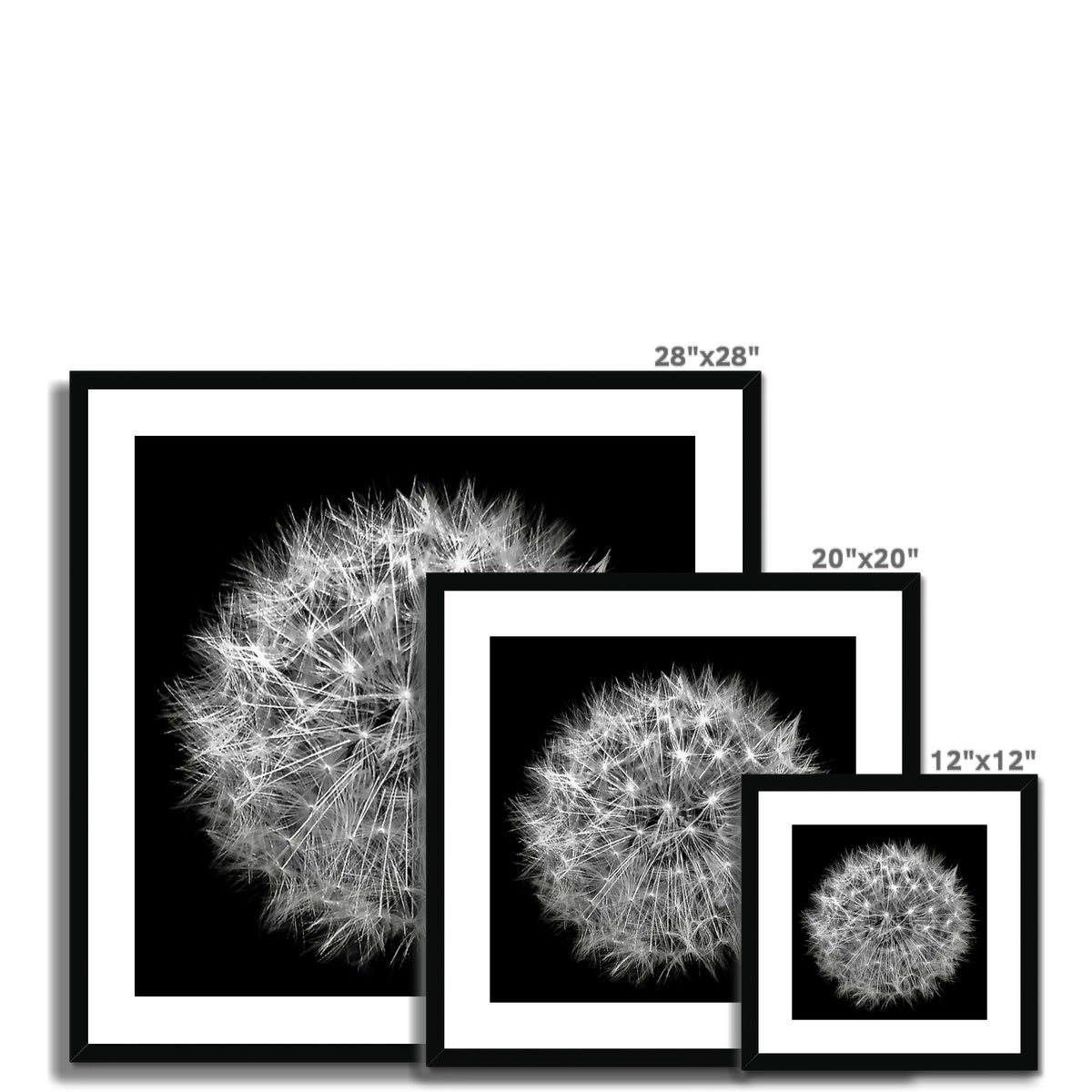 Dandelion Flower Clock Framed & Mounted Print