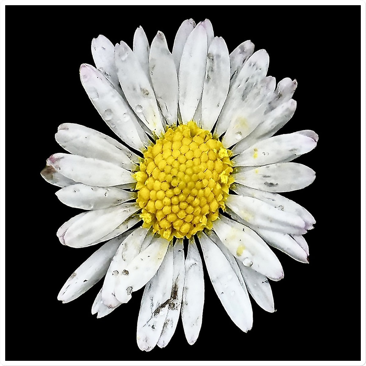 Battered Daisy Sticker