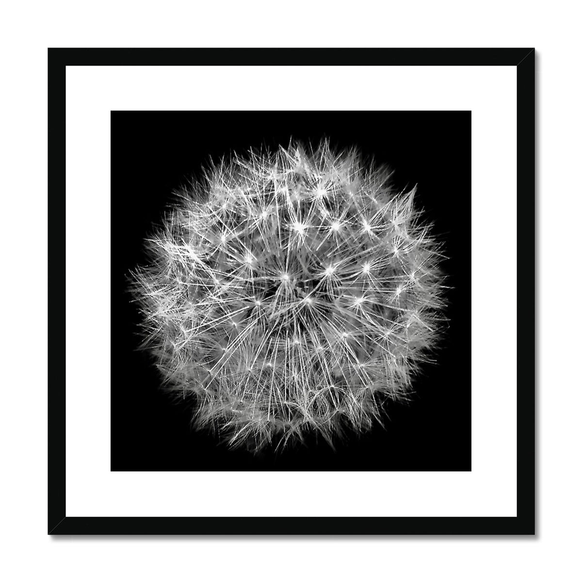 Dandelion Seed Head photograph in black and white against a black background Framed & Mounted Print
