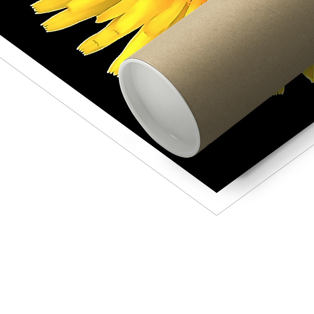 Dandelion Flower C-Type Print