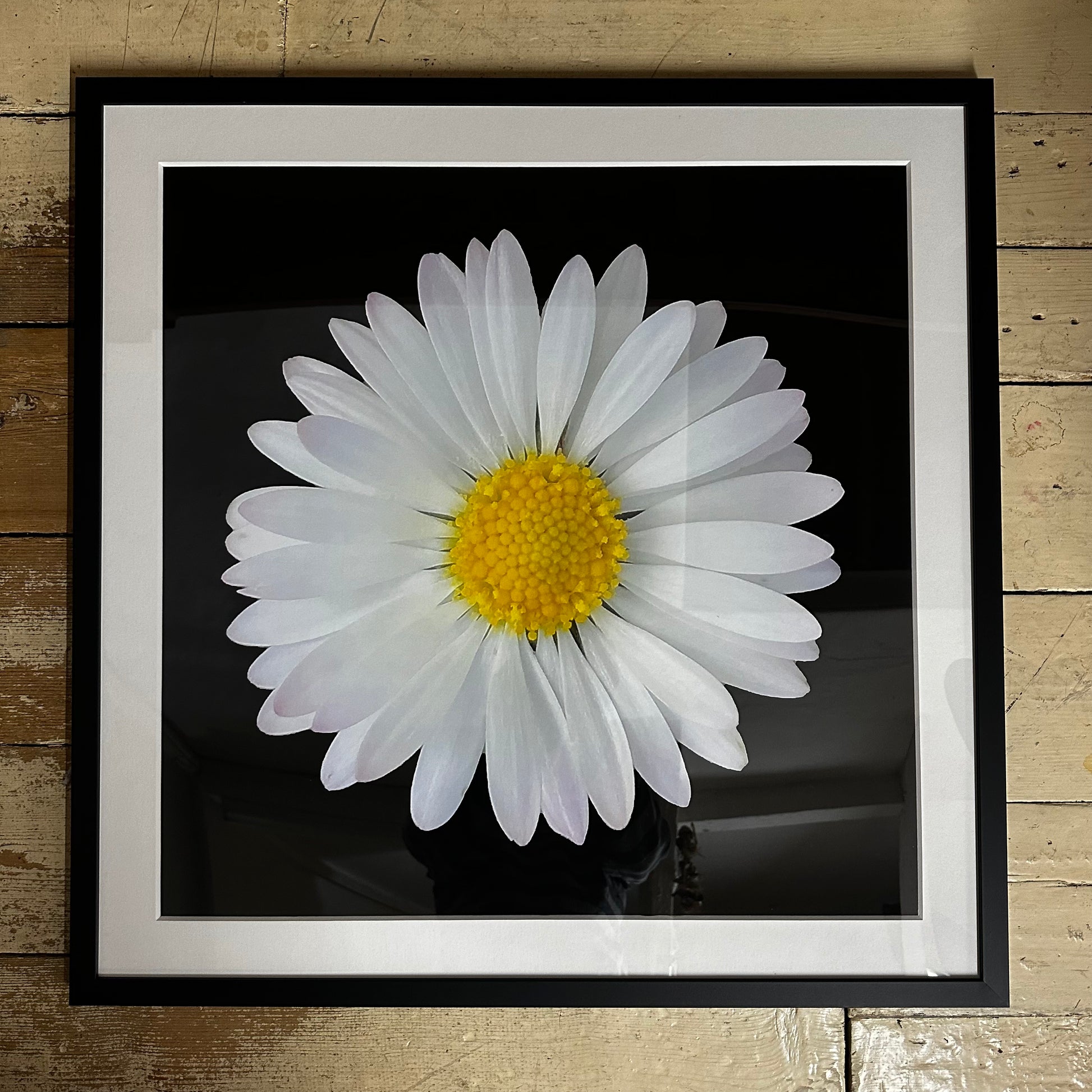 Daisy Print Framed & Mounted Print - Nature of Flowers