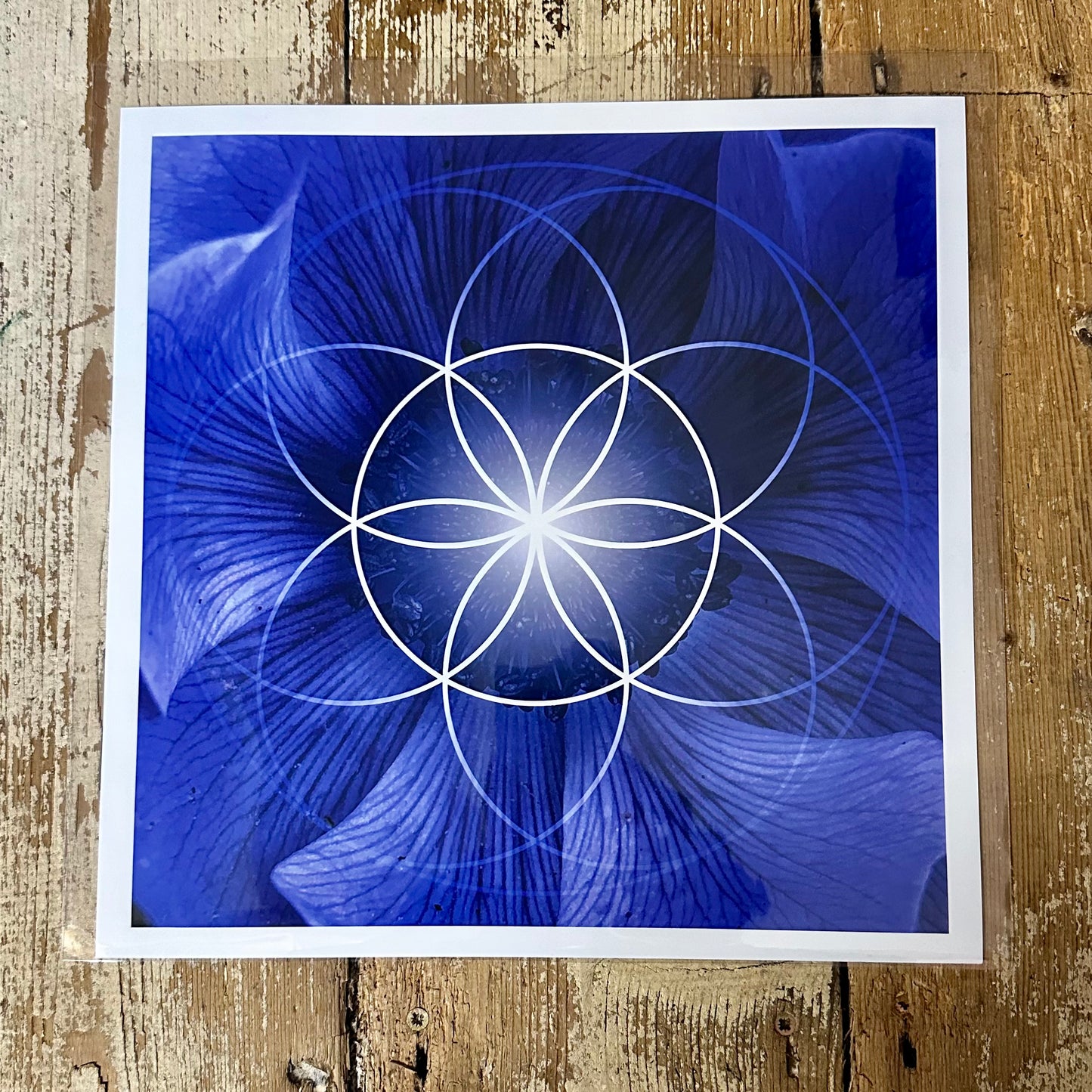 Blue Flower Seed of Life C-Type Print - Nature of Flowers