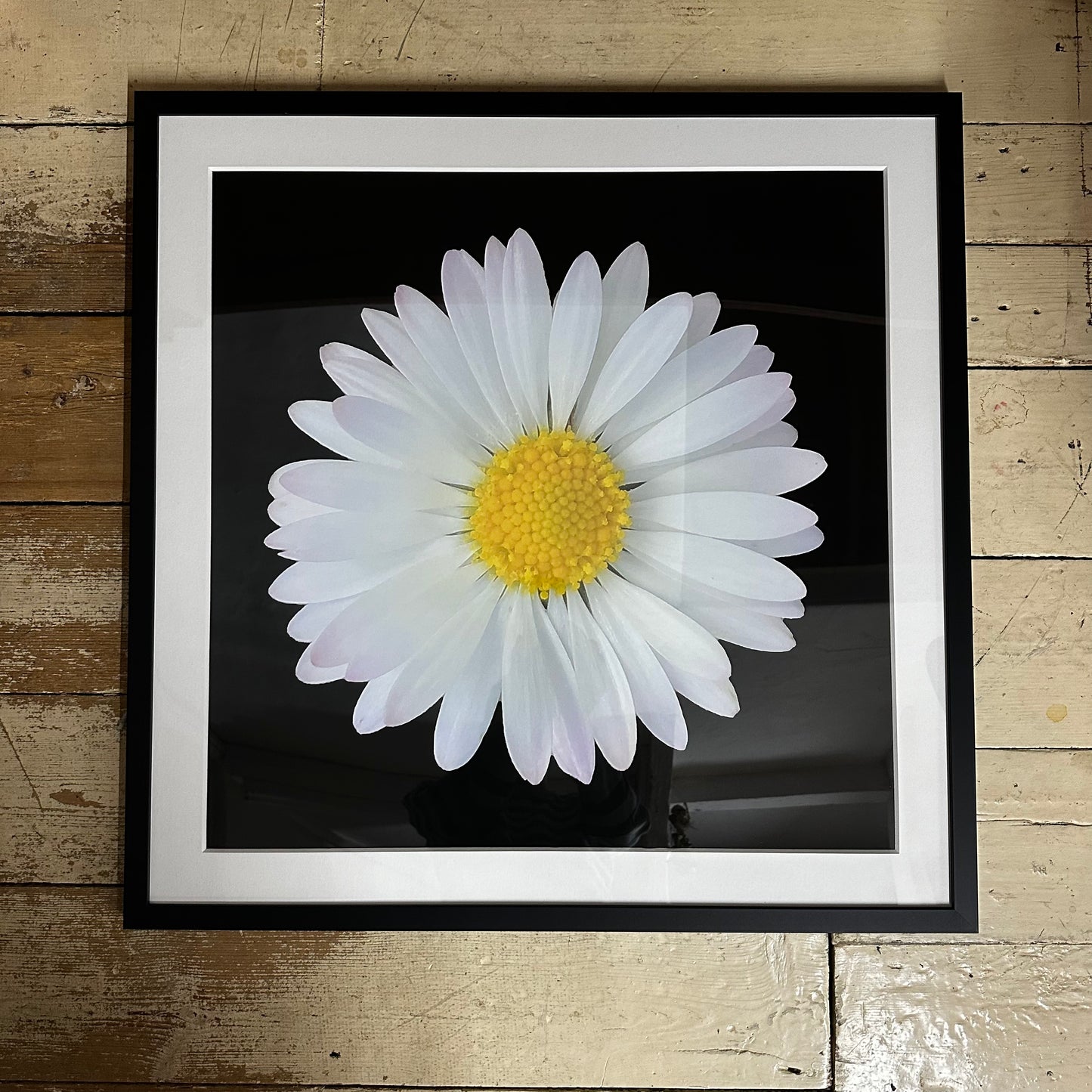 Daisy Print Framed & Mounted Print - Nature of Flowers