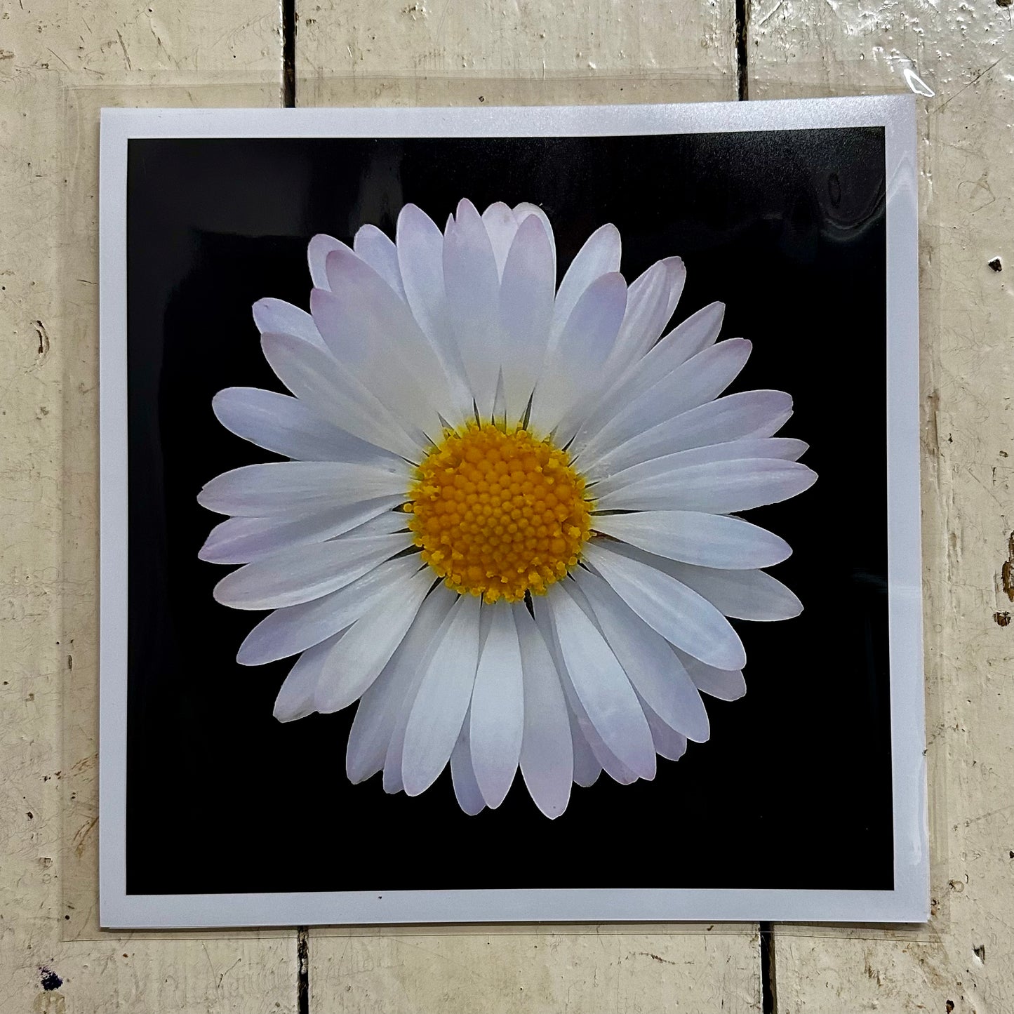 Daisy Print C-Type Print - Nature of Flowers