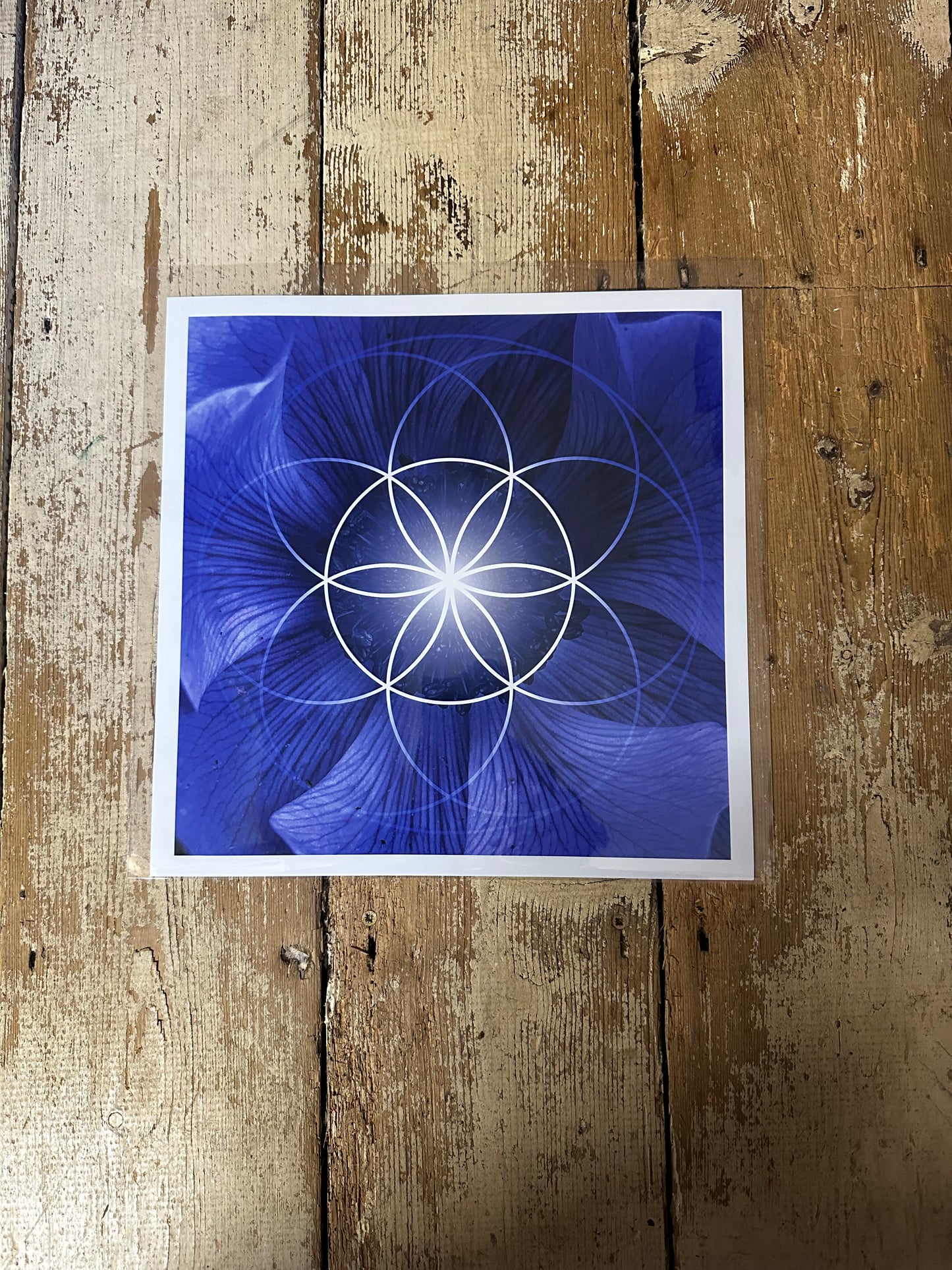 Blue Flower Seed of Life C-Type Print - Nature of Flowers