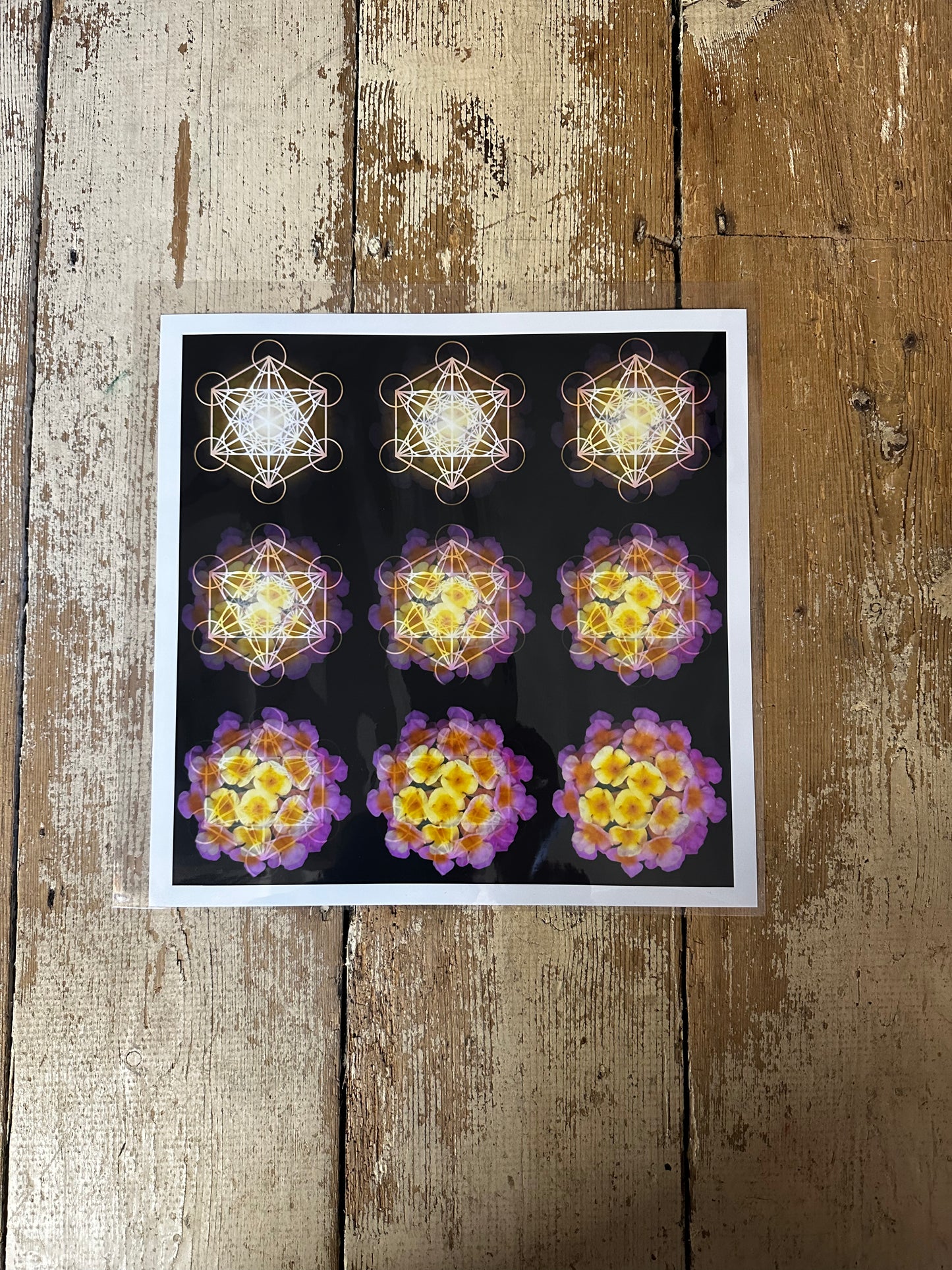 The Geometry of a Flower 2 C-Type Print