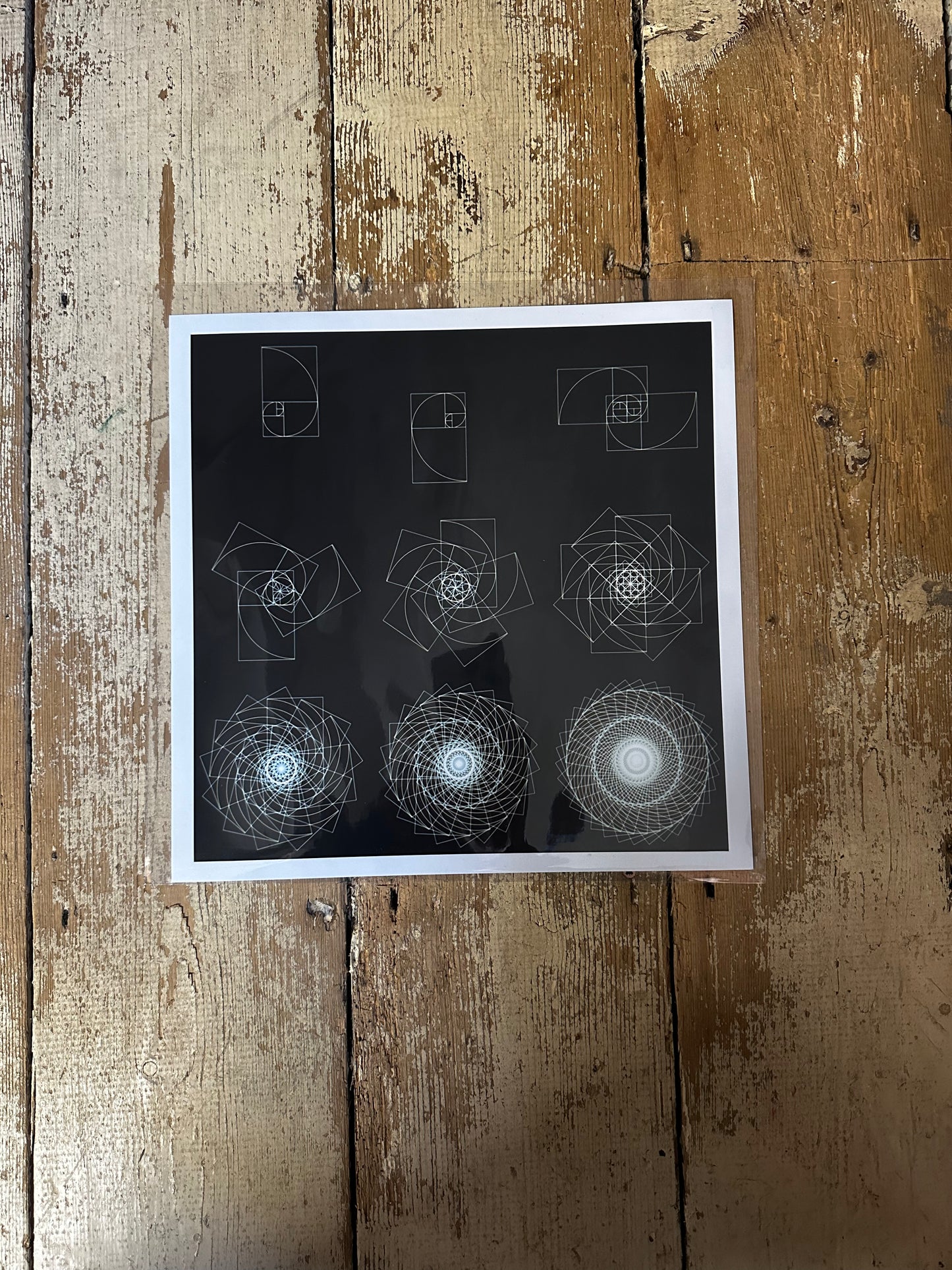 Fibonacci Sequence C-Type Print - Nature of Flowers