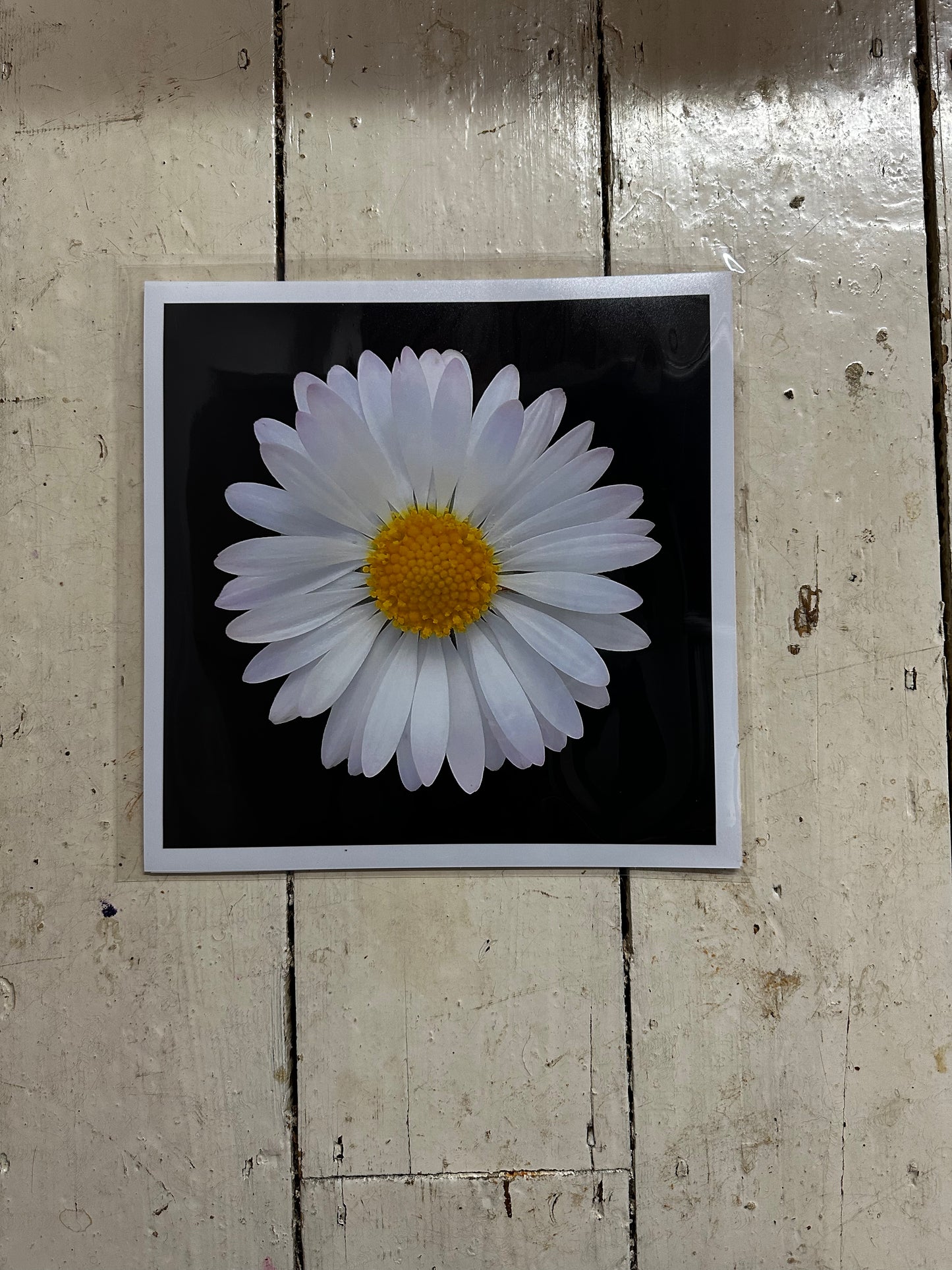 Daisy Print C-Type Print - Nature of Flowers