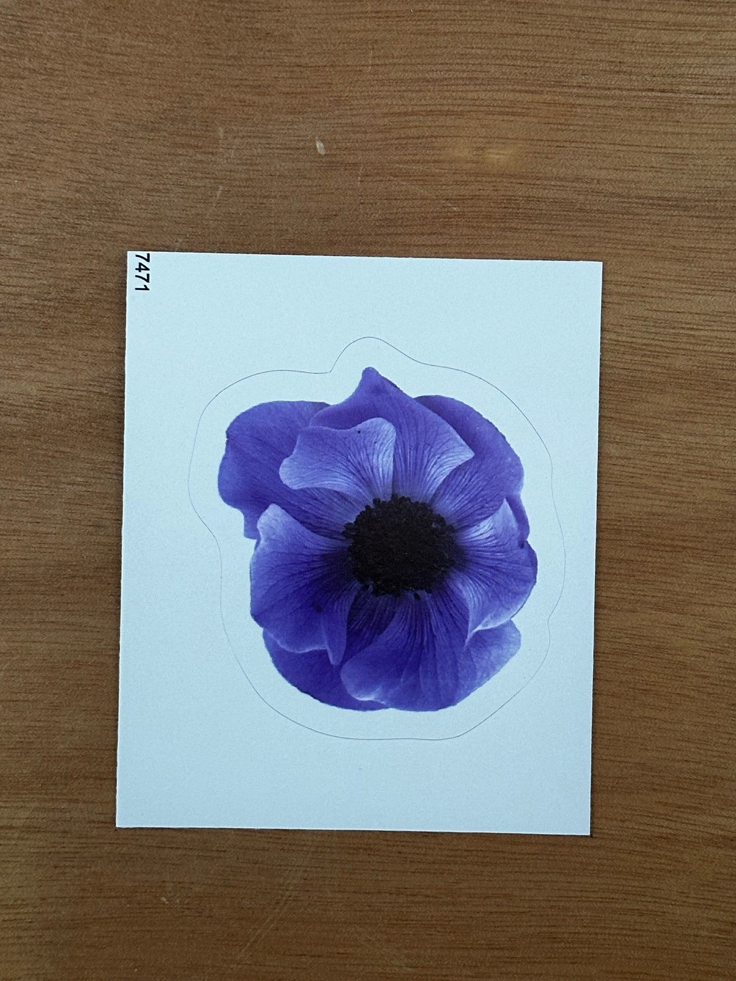 Mistral Blue Anemone Flower Sticker