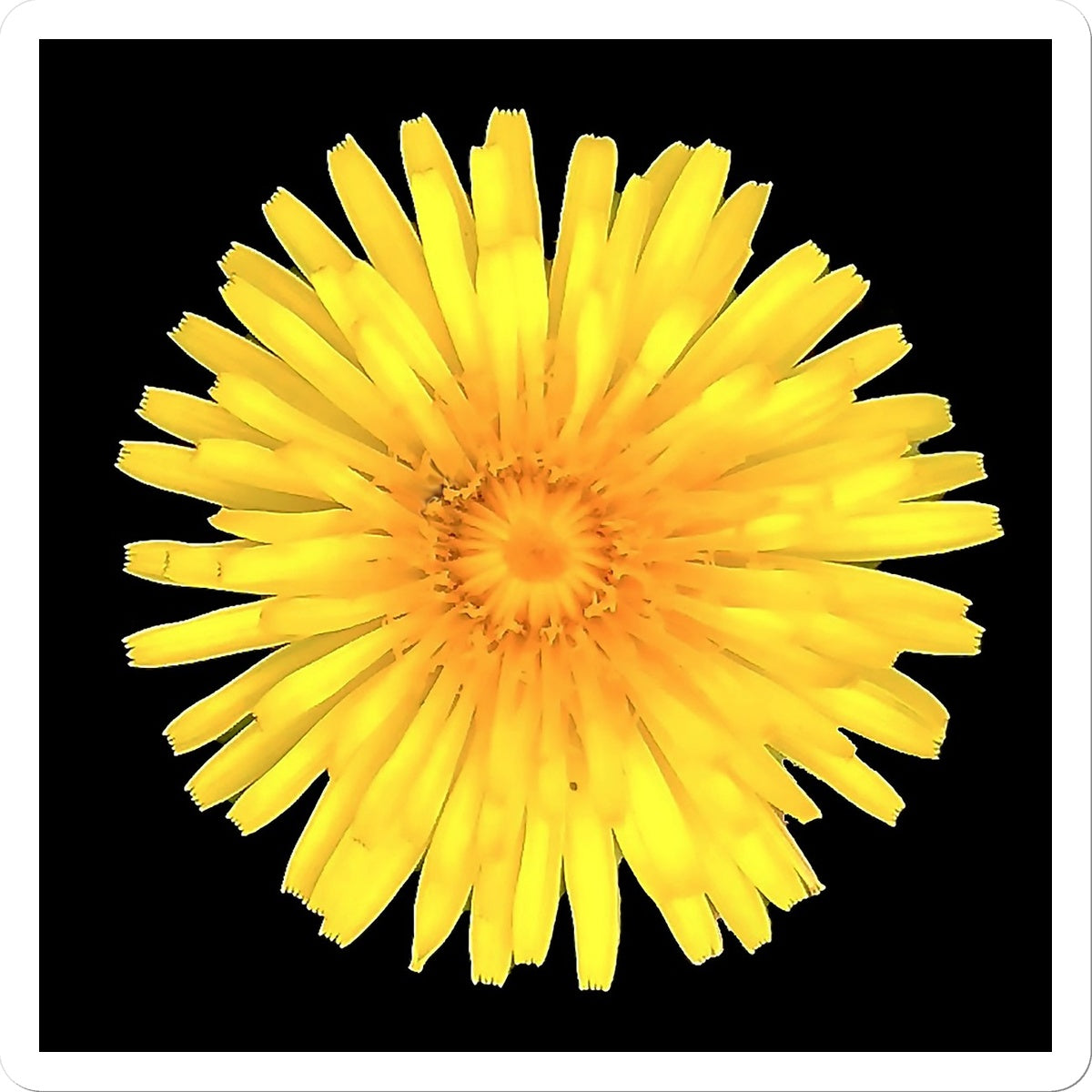 Dandelion Flower Sticker