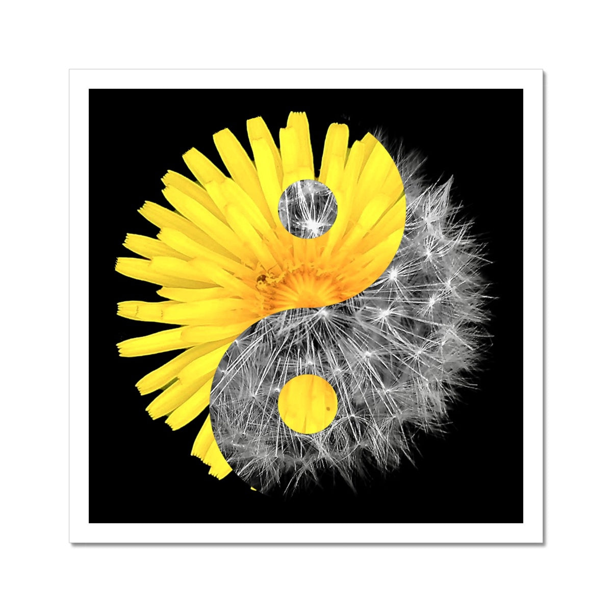 Dandelion Flower Yin Yang C-Type Print