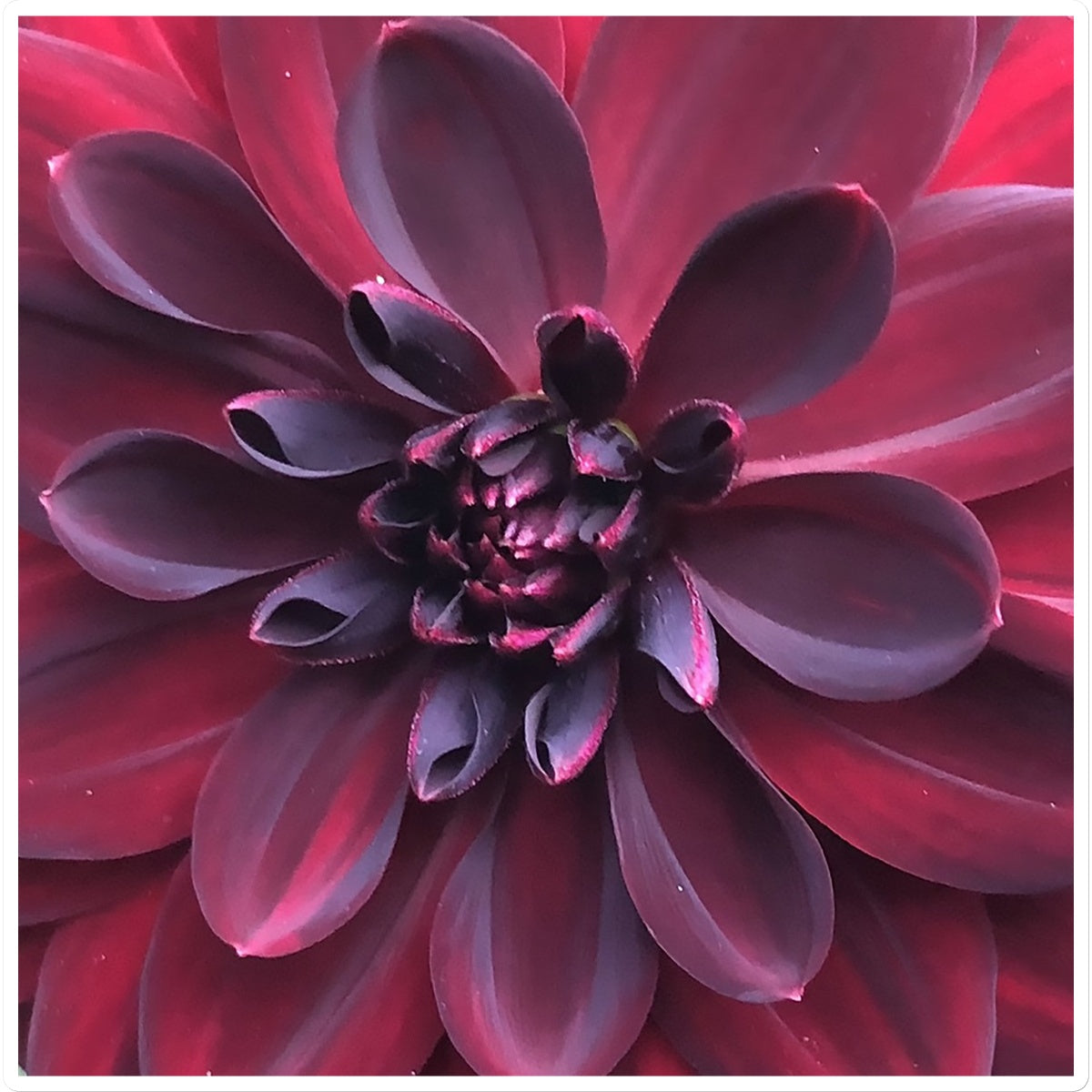 Deep Red Dahlia Macro Flower Sticker