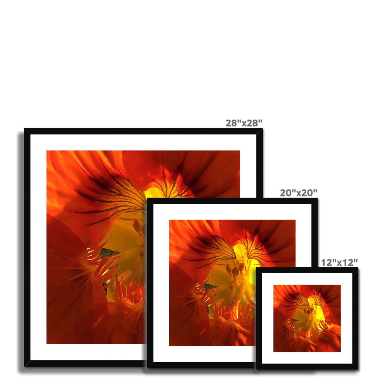 Orange Nasturtium Macro Flower Framed & Mounted Print