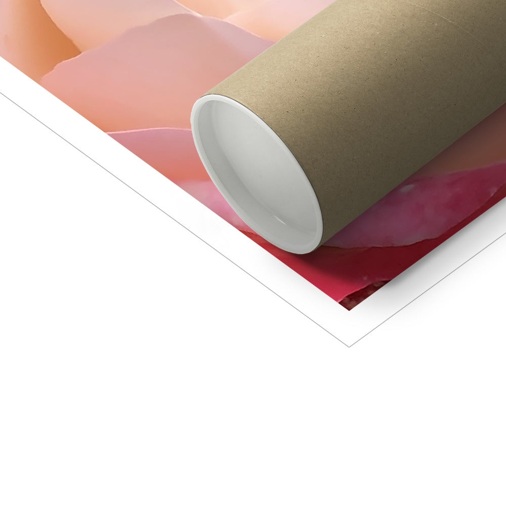 Pink Rose Macro Flower C-Type Print