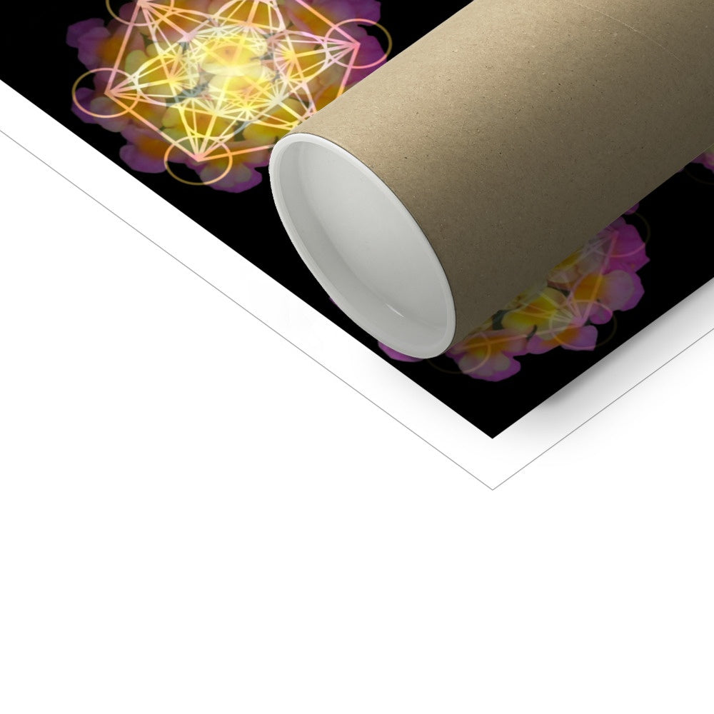 The Geometry of a Flower 2 C-Type Print