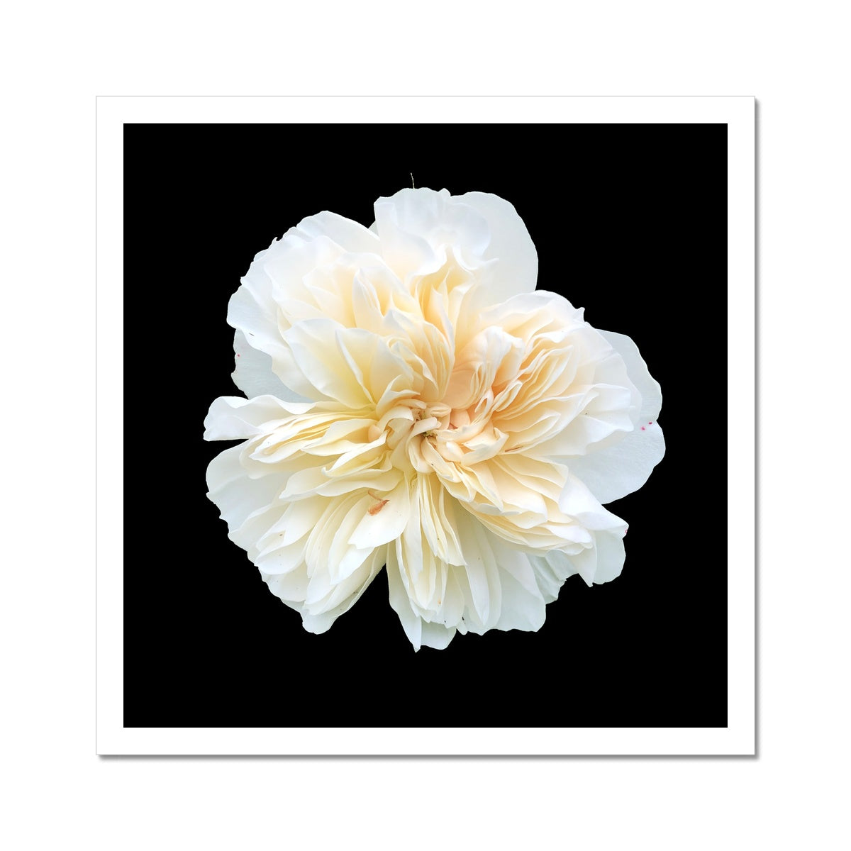 White Rose Print C-Type Print