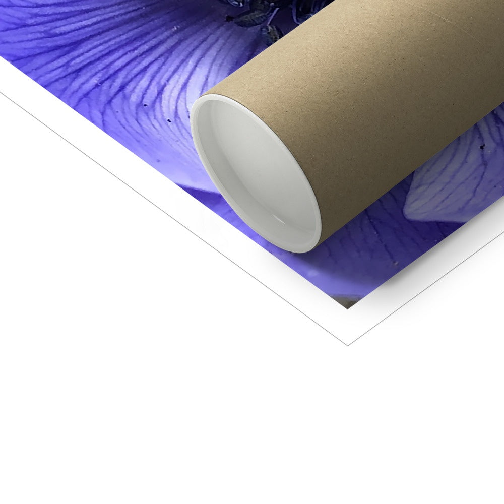 Blue Anemone Macro Flower C-Type Print