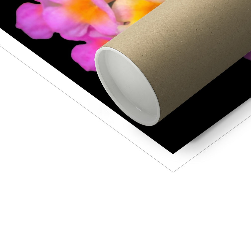 Pink Orange Flower Print 'Lantana Camara' C-Type Print - Nature of Flowers