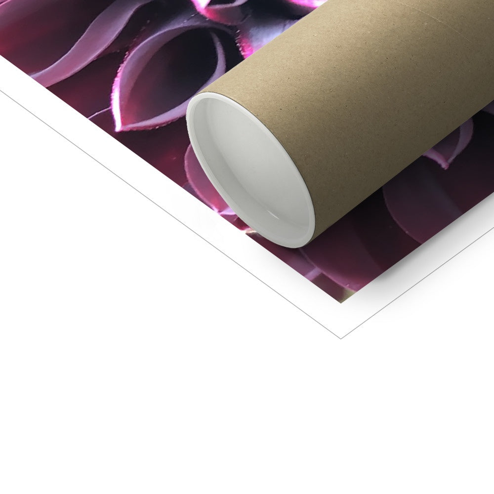 Purple Dahlia Macro Flower C-Type Print