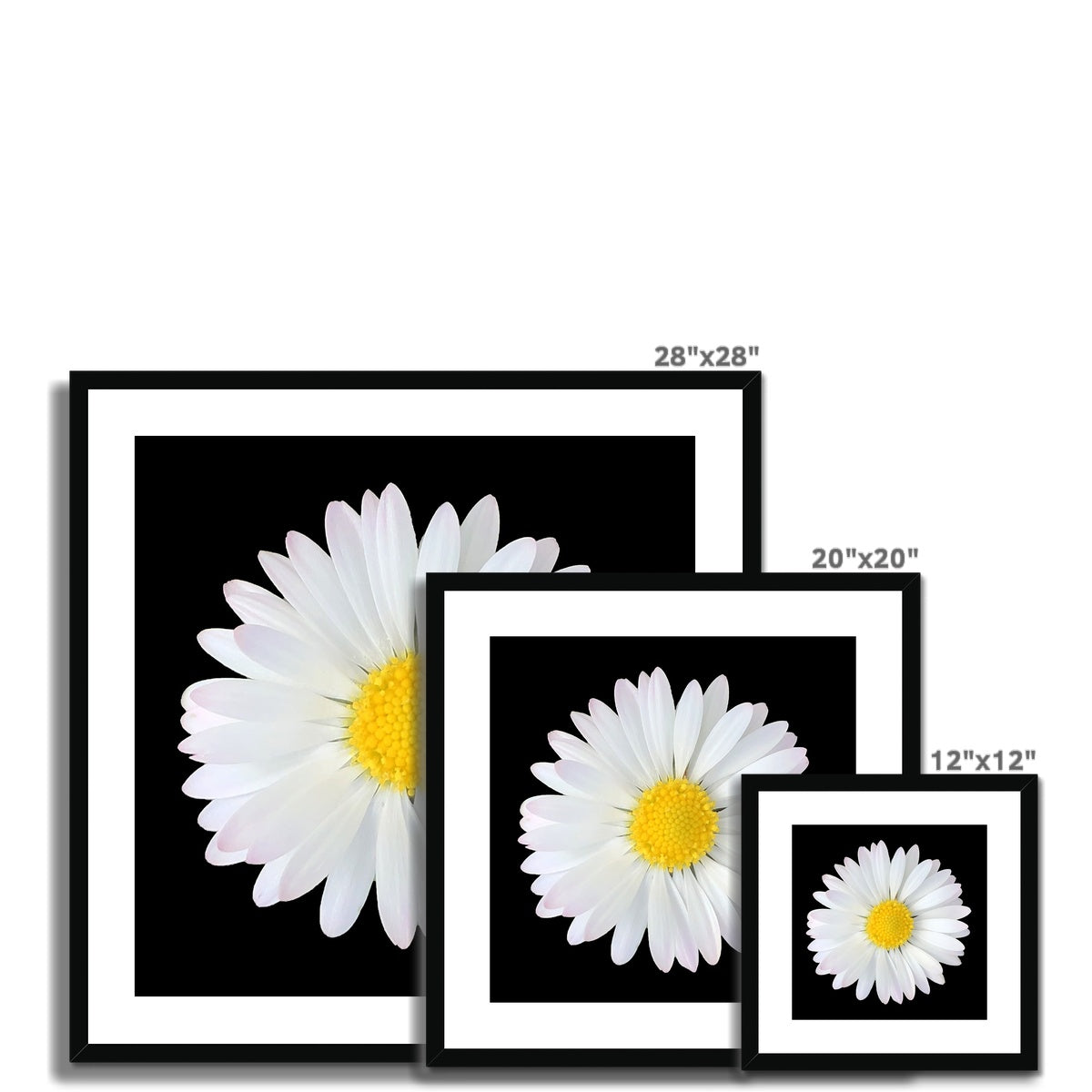 Daisy Print Framed & Mounted Print - Nature of Flowers