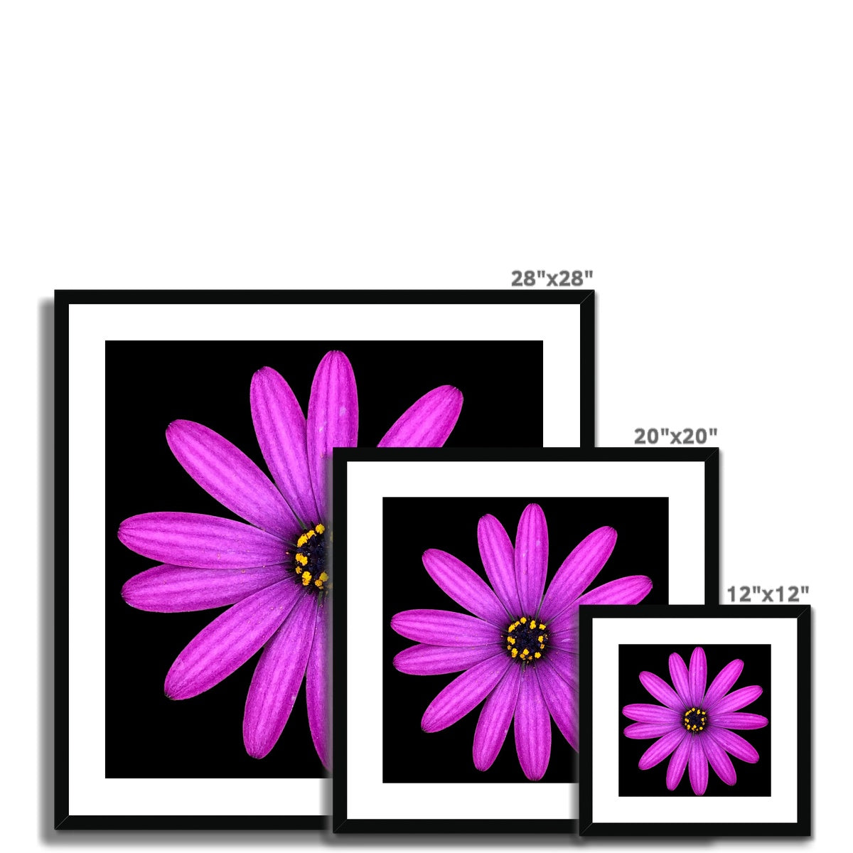 Pink Flower Print 'Osteospermum Tresco Purple' Framed & Mounted Print - Nature of Flowers