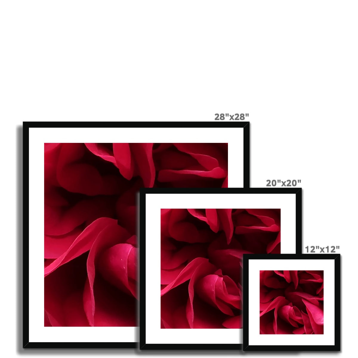 Red Rose Macro Flower Framed & Mounted Print
