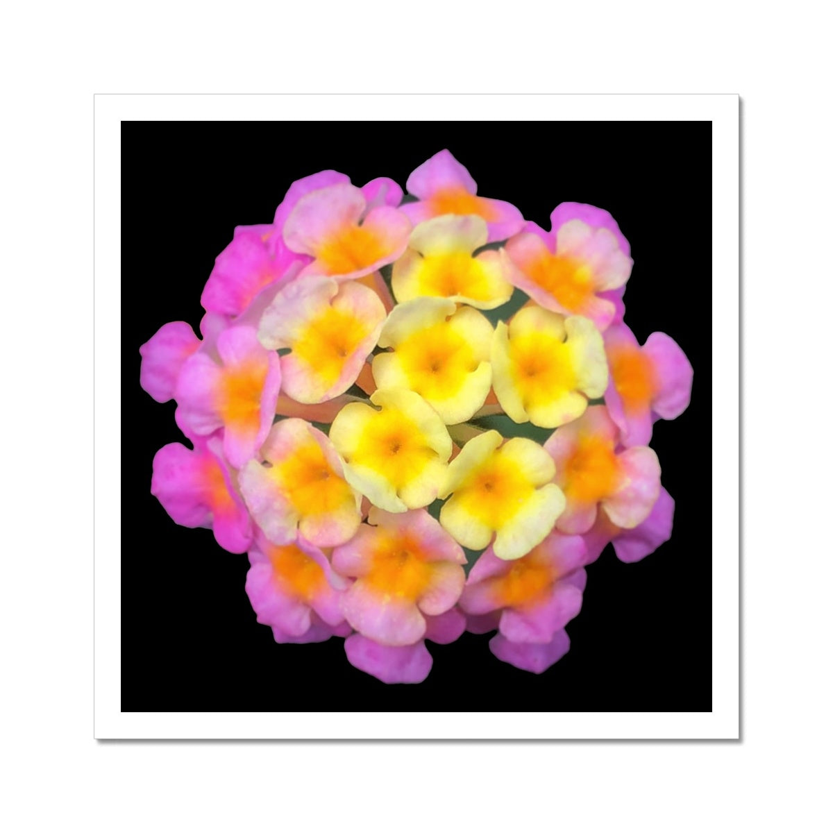 Pink Orange Flower Print 'Lantana Camara' C-Type Print - Nature of Flowers