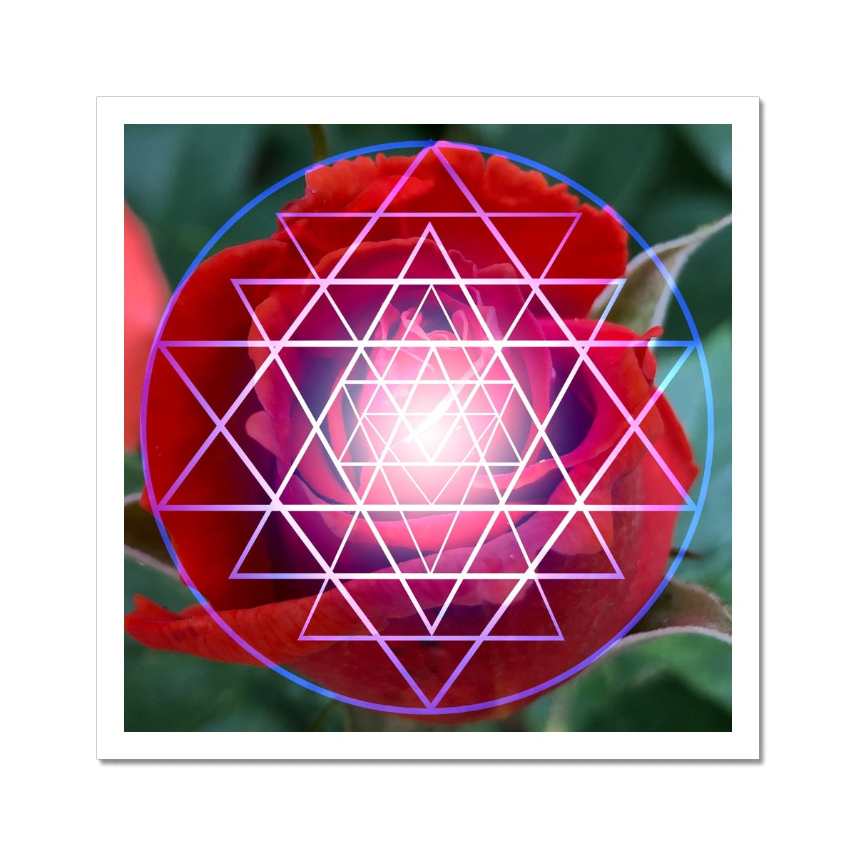 Red Rose Shri Yantra C-Type Print - Nature of Flowers