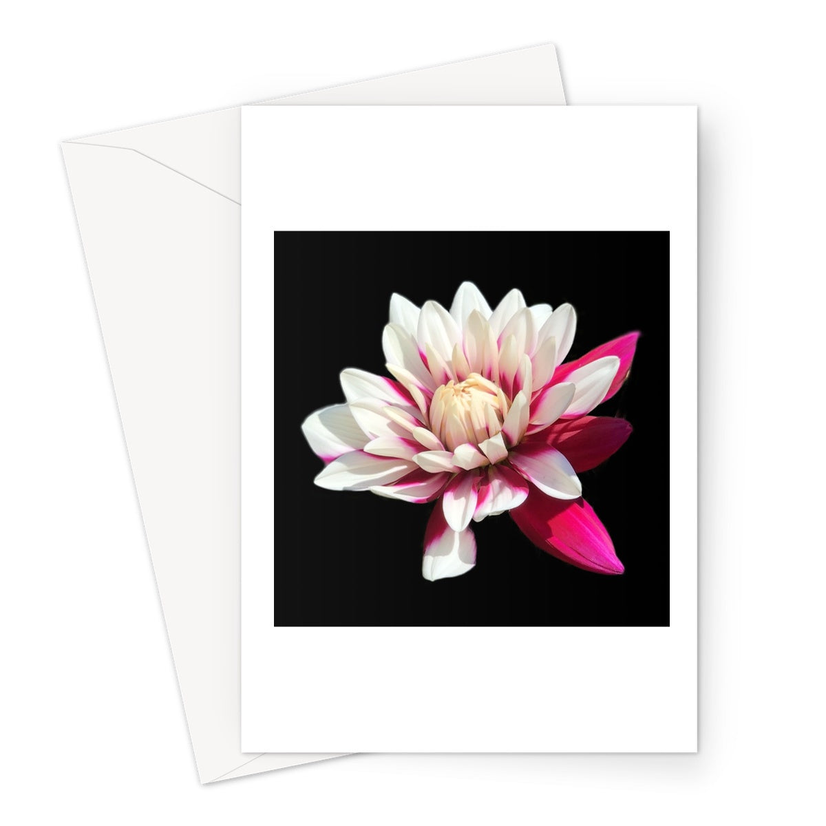 Pink Dahlia Print Greeting Card - Nature of Flowers