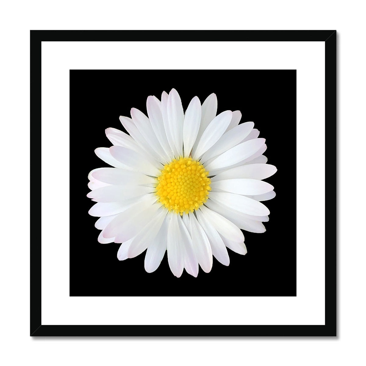 Daisy Print Framed & Mounted Print - Nature of Flowers