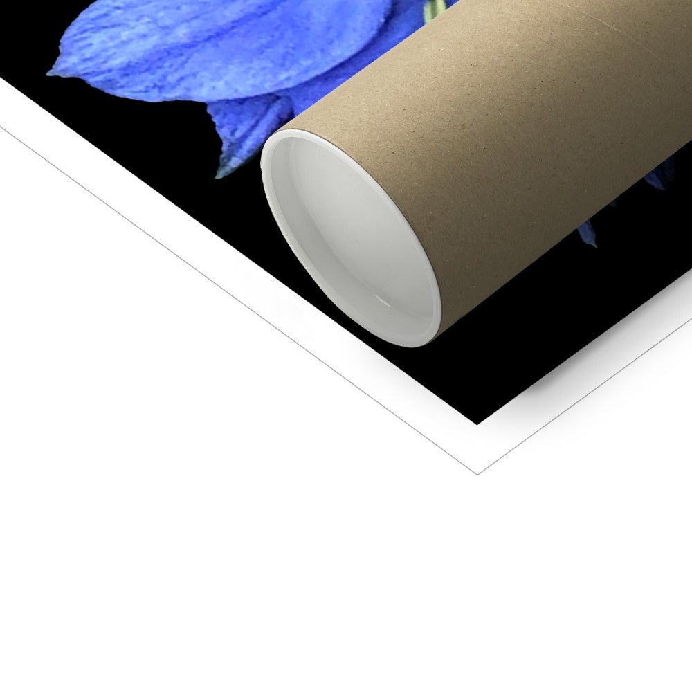 Blue Flower Print 'Nigella Damascene Miss Jekyll' C-Type Print - Nature of Flowers