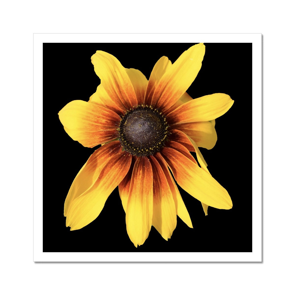 Yellow Flower Print 'Rudbeckia Golden jubilee' C-Type Print - Nature of Flowers