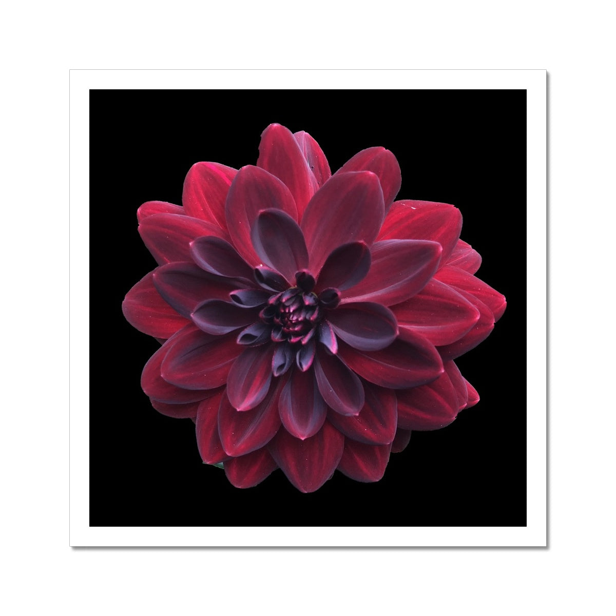 Red Dahlia Print C-Type Print - Nature of Flowers