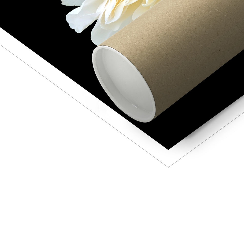 White Rose Print C-Type Print