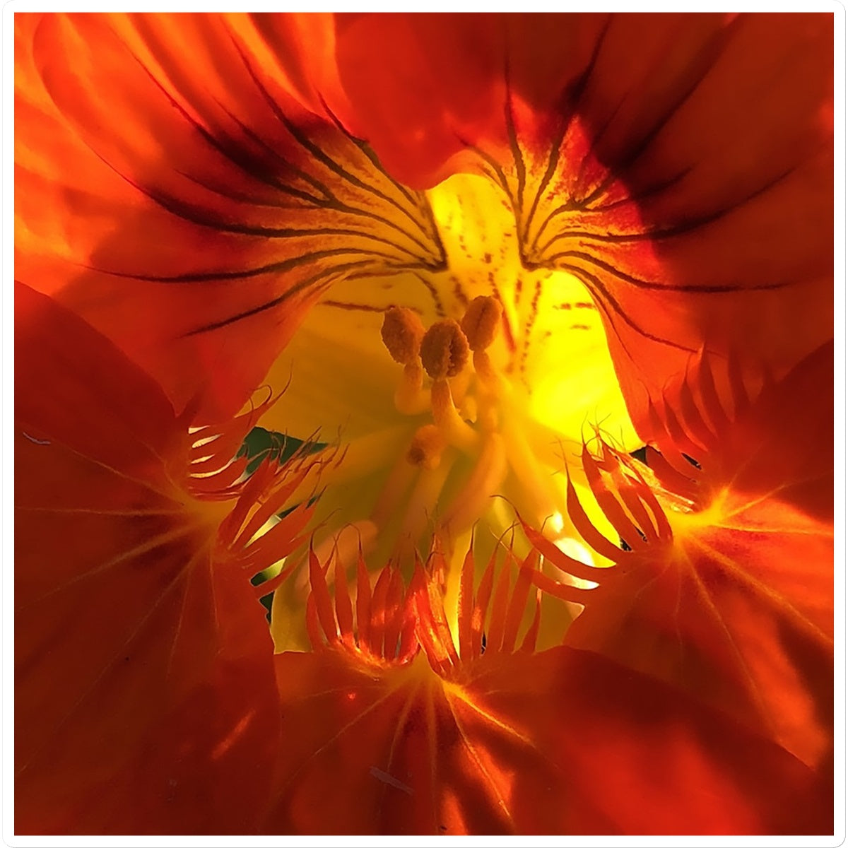Orange Nasturtium Macro Flower Sticker