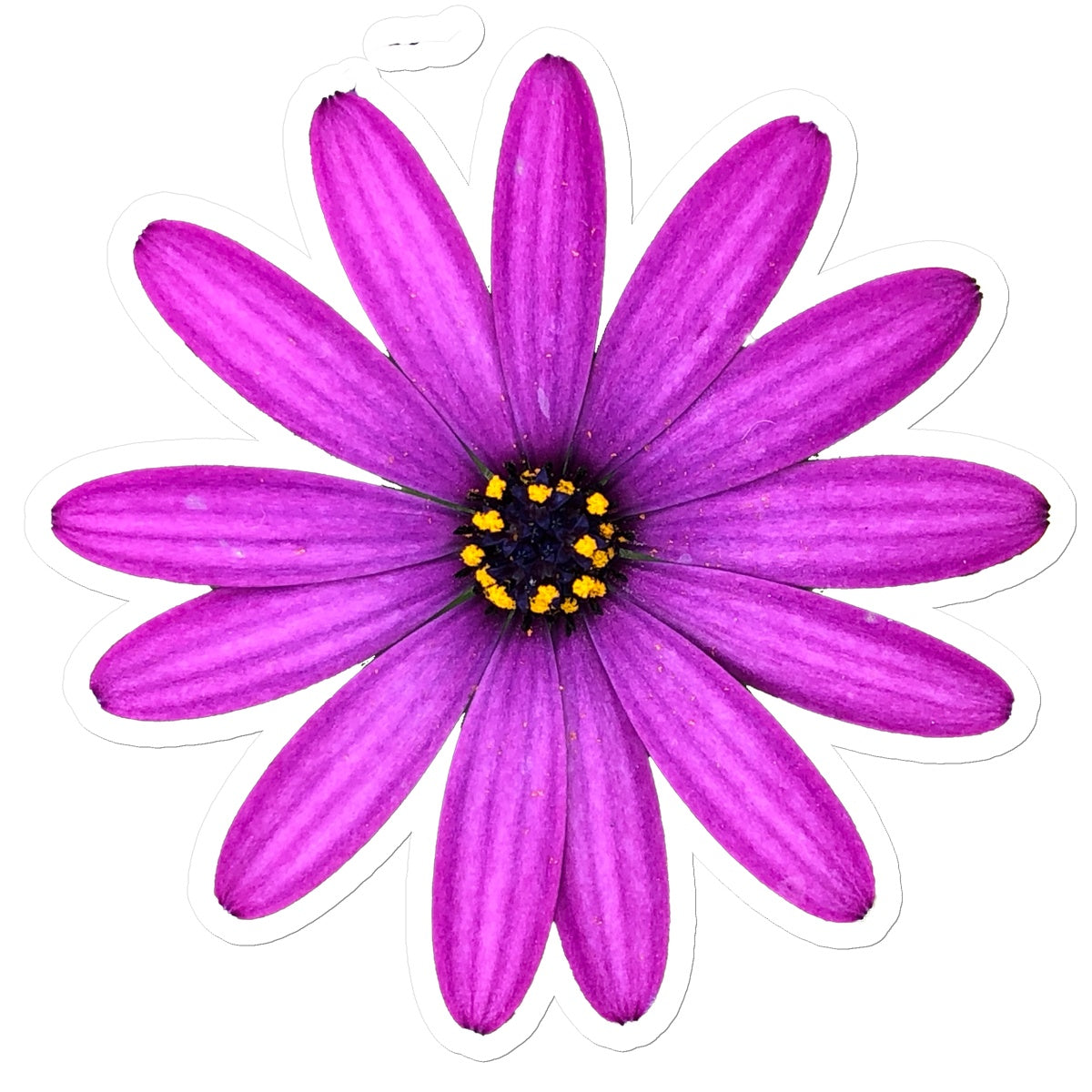 Pink Flower 'Osteospermum Tresco Purple' Sticker