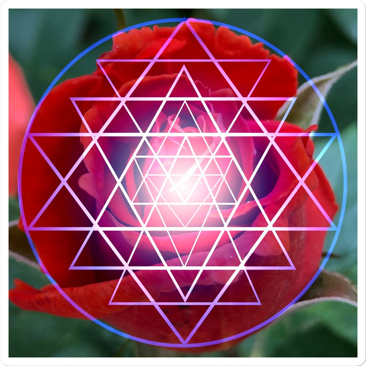 Red Rose Shri Yantra Sticker - Nature of Flowers