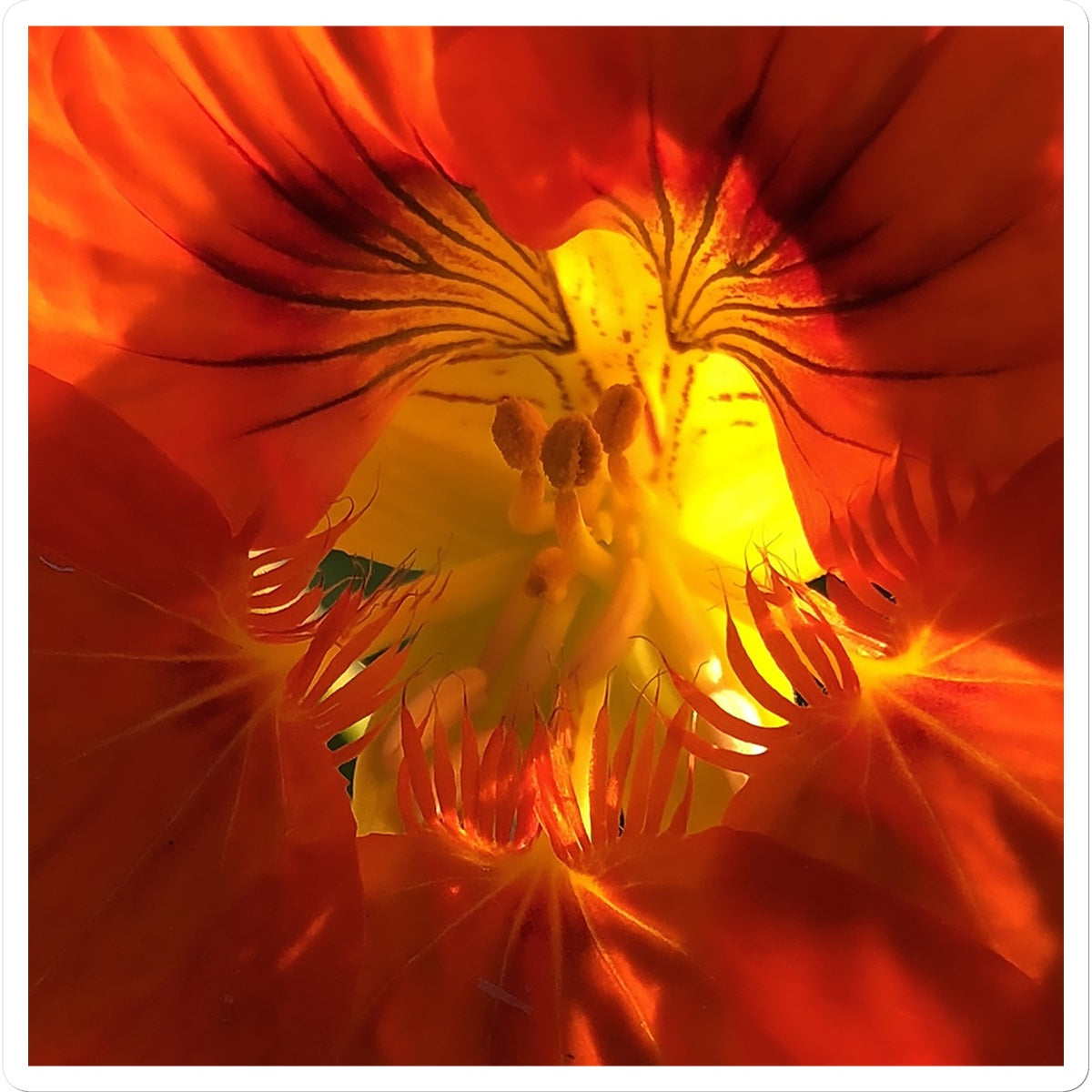 Orange Nasturtium Macro Flower  Sticker