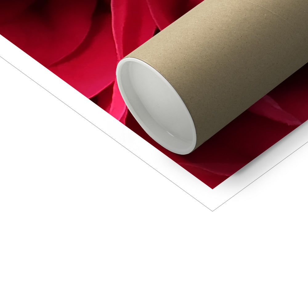 Red Rose Macro Flower C-Type Print