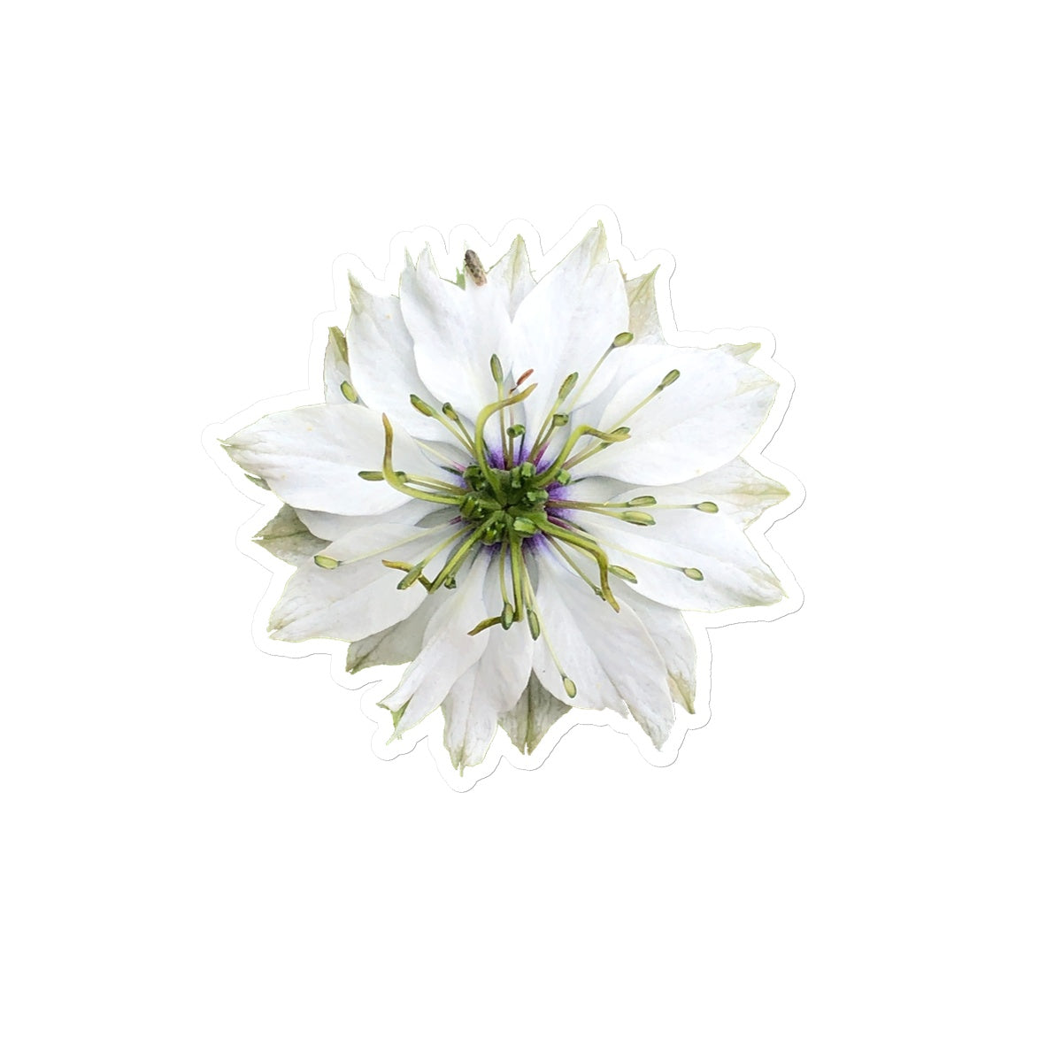 White Flower 'Nigella Love in the Mist' Sticker
