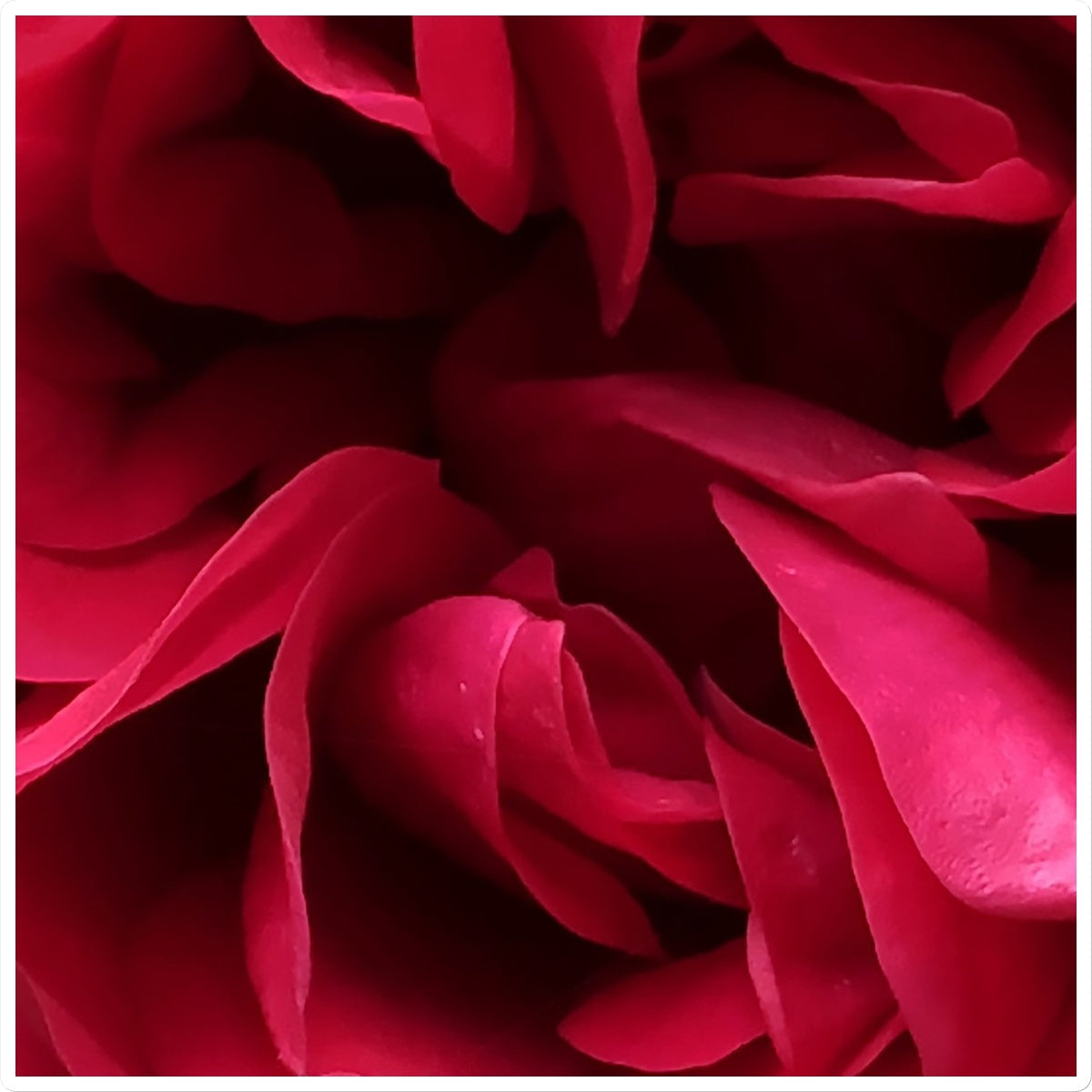 Red Rose Macro Flower Sticker