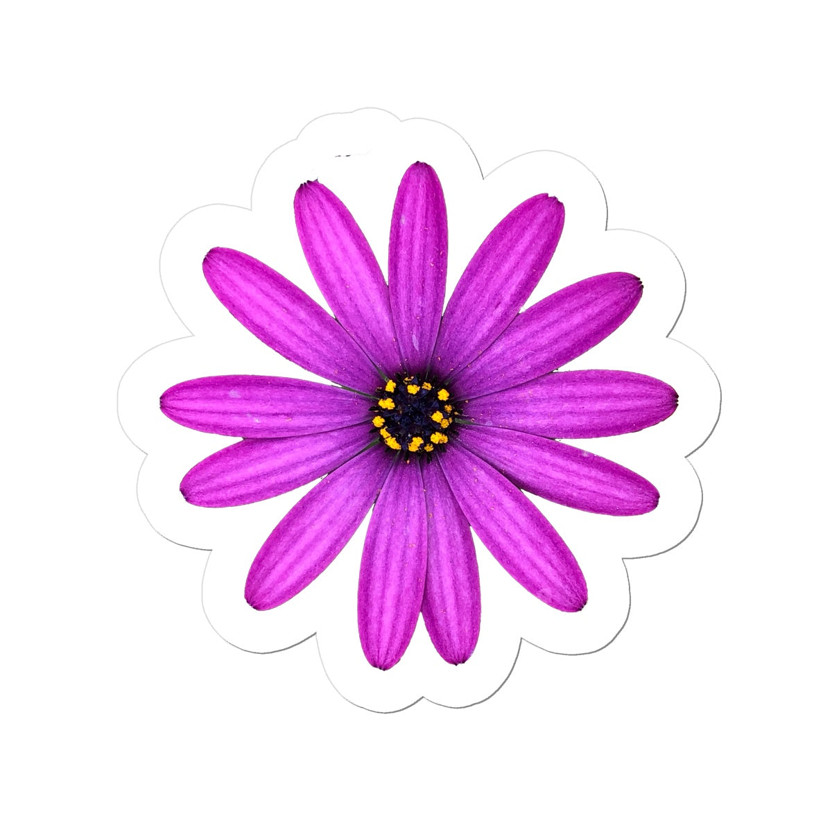 Pink Flower 'Osteospermum Tresco Purple' Sticker