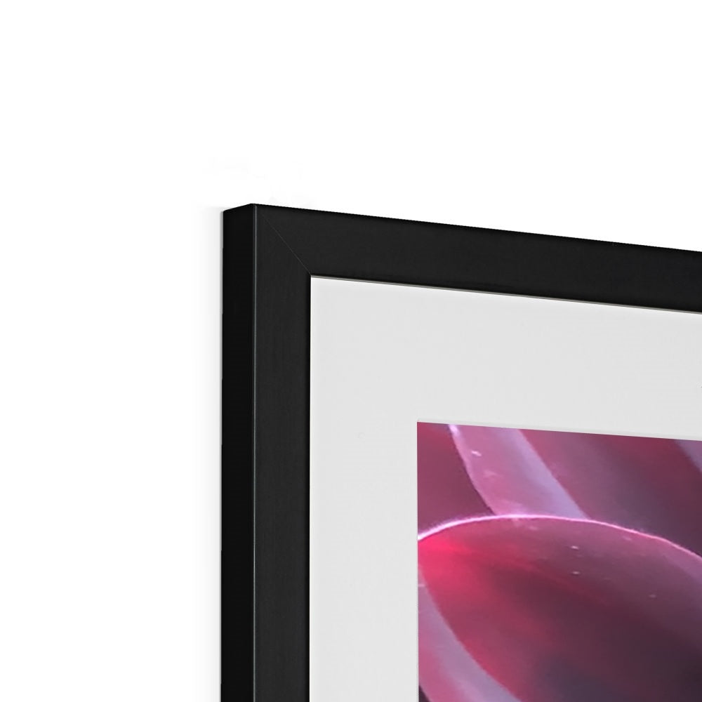 Purple Dahlia Macro Flower Framed & Mounted Print