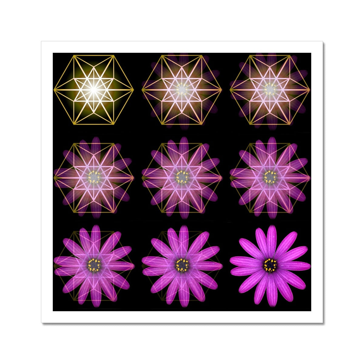 The Geometry of a Flower 1 C-Type Print