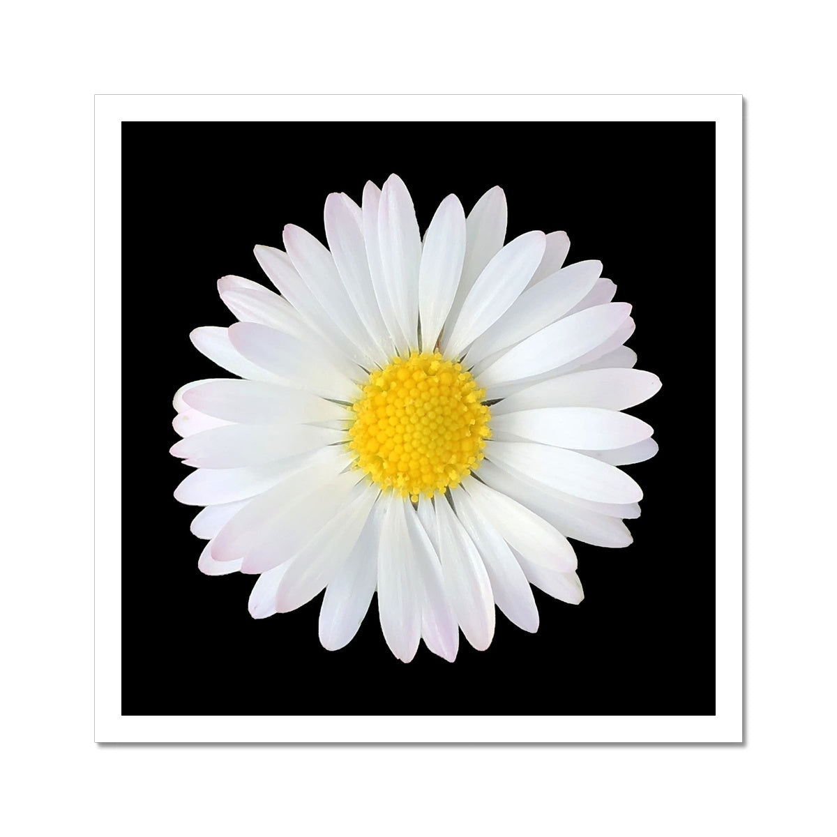 Daisy Print C-Type Print - Nature of Flowers