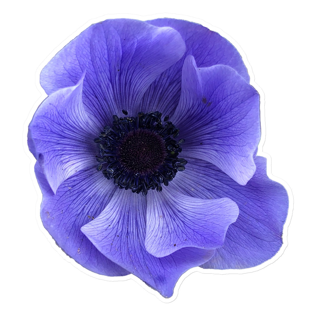 Mistral Blue Anemone Flower Sticker