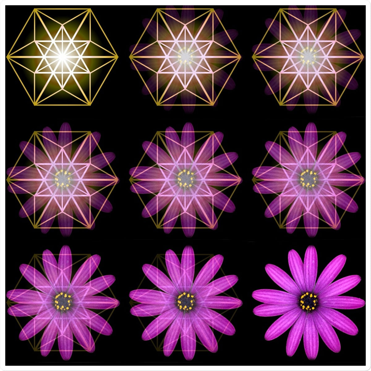 The Geometry of a Flower 1 Sticker